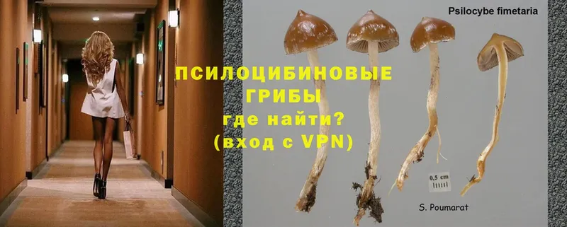 Галлюциногенные грибы Cubensis  Кропоткин 